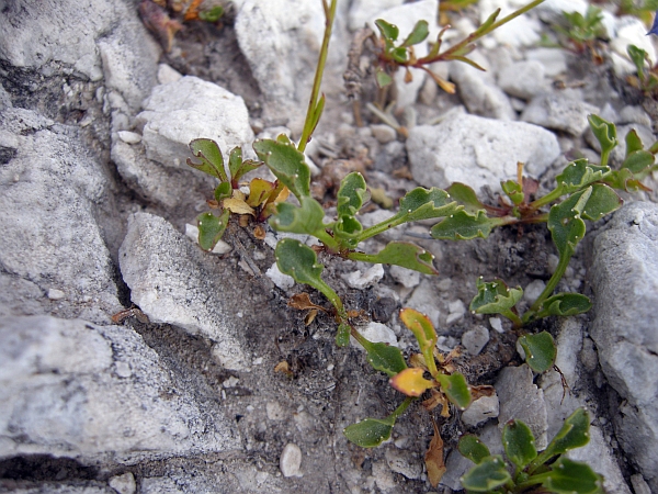 Campanula cochleariifolia